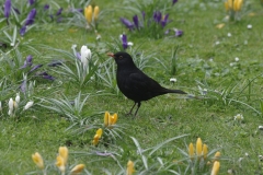 Amsel