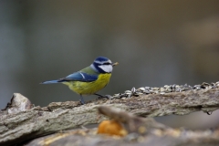 Blaumeise