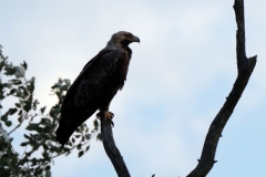 Kaiseradler
