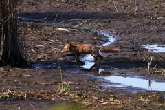 Fuchs