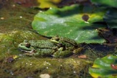Wasserfrosch