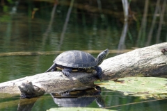 Schildkröte