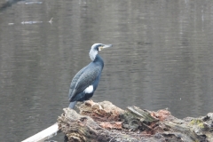 DSCN5265