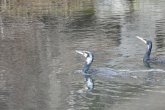 DSCN5567