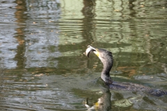 DSCN5837